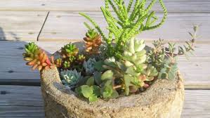 The first step is to learn how to remove cactus pups on a plant. How To Callus Succulents And Cacti Apartment Therapy