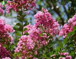 Image result for Myrsine