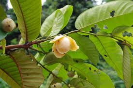 Image result for Uvaria welwitschii