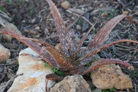 Image result for Aloe macrosiphon