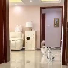 Kedi Babasi On Instagram Gelisen Olaylara Karsi Tepki Ve Ogrenme Suresi Cevremdekiler Ben Susko Olan Ben 2020 Instagram Ogrenme Kedi
