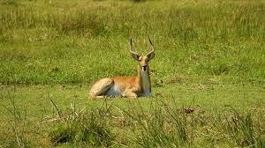 Check spelling or type a new query. Blog Botswana Moremi Game Reserve Natucate