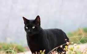 Coat colors include white, blue, red, black, and other colors, with a variety of shadings and patterns. Black Cat Breeds Interesting Information From Experts