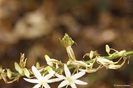 Image result for Chlorophytum krookianum
