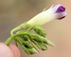 Image result for Ipomoea parasitica