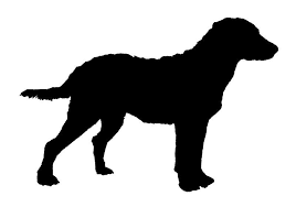 Black And White Chesapeake Bay Retriever Chesapeake Bay Retriever Photographic Print By Mordaxfurritus Chesapeake Bay Retriever Chesapeake Chesapeake Retriever