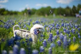 Every spring the wildflower display is just a little different so be sure to stop by the ennis visitors center to pick up a current map of the best viewings the day you visit. Chasing Wildflowers Texas Bluebonnet In Ennis Outside Suburbia Travel