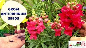 Pin By Asim Nawaz On Gardening Snapdragon Flowers Rooftop Garden Snapdragons