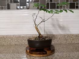 Image result for Acacia burkei