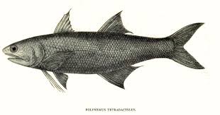 Che mat guna ikan senangin kurang lebih 500 gram beratnya (seekor). Ikan Senangin Rambu Empat Wikipedia Bahasa Melayu Ensiklopedia Bebas