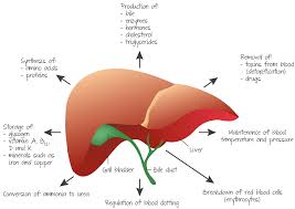 Diagram of liver this brief post displays diagram of liver. Diagram Of The Liver And Gall Bladder Showing The Most Important Functions Of The Liver Summary Of Liver Bile Duct Gallbladder Bladder