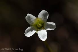 Image result for Monodora stenopetala