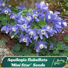 Image result for Aquilegia flabellata ministar