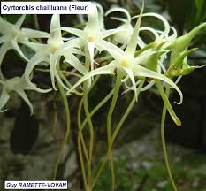 Image result for Cyrtorchis chailluana