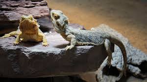 Some dragons have different colored scales, while some retain the same color throughout their breed. A Z Bearded Dragon Morphs Colors Patterns With Pictures