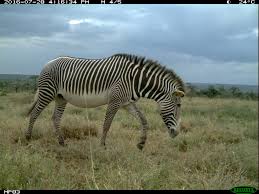 Image result for zebraffe