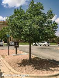 To use the map, simply locate your area and then match up the. Monterey Oak Plant Resources Home Ttu