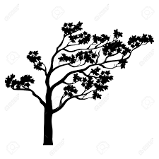 Albero Sakura Silhouette Contorno Isolato In Bianco E Nero Un Albero Di Fioritura Per I Disegni Di Primavera Stilizzata Disegno Cinese Di Ciliegio Disegno D Sakura Illustrazione Vettoriale Bianco E Nero