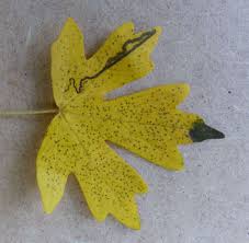 Image result for Stigmella prunetorum