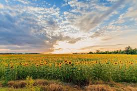 June 21, 2021 is the longest day of the year in most time zones in the northern hemisphere. Summer Solstice 2021 Celebrate The First Day Of Summer The Old Farmer S Almanac