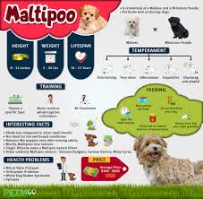 The maltipoo is one fluffy pup you will want to take home. Maltipoo 10 Breed Information On The Maltese Poodle Mix Petmoo