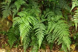 Image result for Asplenium rutifolium