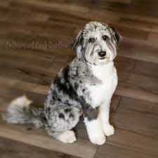 Find your new companion at nextdaypets.com. Cottonwood Creek Doodles Aussiedoodles Bernedoodles