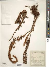 Image result for Pleopeltis  × simiana