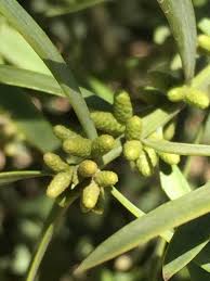 Image result for Afrocarpus falcatus