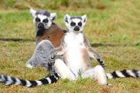 You can be anything you want if you dream hard enough!. What Kind Of Animal Is King Julien From Madagascar Quora