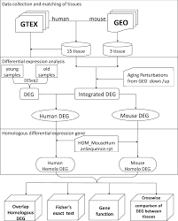 comparison of multi tissue aging between human and mouse