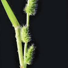 Image result for Elytrophorus globularis