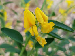 Image result for Crotalaria oocarpa