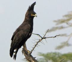 Black And White Hawk Eagle Texas Dj Falcon S Birds Of Prey Birds Of Prey Birds South African Birds