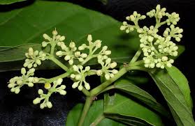 Image result for Cissus humbertii