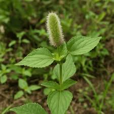 Image result for Acalypha ciliata