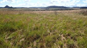 Image result for Loudetia simplex