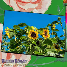 Meine Lieblingsfotos Aus Den Letzten Jahren Sonnenblumen Im Botanischen Garten Berlin Sonnenbl Mit Bildern Botanischer Garten Berlin Garten Berlin Botanischer Garten
