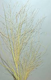 Image result for Panicum pseudoracemosum
