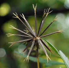 Image result for Bidens bipinnata