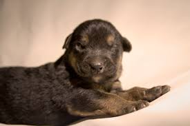 Created in march of 2013 in order to find loving homes for abandoned puppies and dogs. Wallpaper Rescue Dog Baby Black Animal Sepia Puppy Eyes Flickr Arm Tan Ears Canine Bark Tiny Pup Paws Lying Sick Petco Facebook Petfinder Blackandtan Koalition Petcofoundation Immatureanimals 1800x1200 1117710 Hd