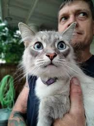 Iowans Show Off Their Cute Kitties for National Kitten Day