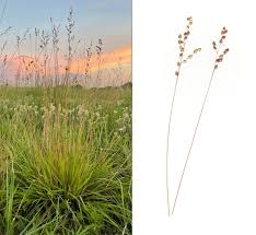 Image result for Eragrostis patentipilosa
