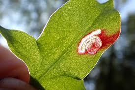 Image result for Enteucha acetosae