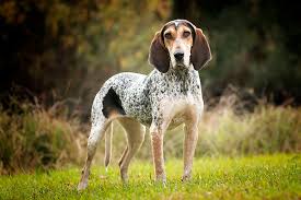 I can photograph your dog anywhere up to 1.5 hours from perth, wa. Best Pet Photographer Virginia Beach Windhound Photography Hampton Roads Dog And Pet Photography