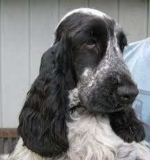 Grand cockers remington x grand cockers pepper. Mobile Site Preview Cocker Spaniel Dog Cocker Spaniel English Cocker