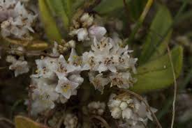 Image result for Cuscuta planiflora