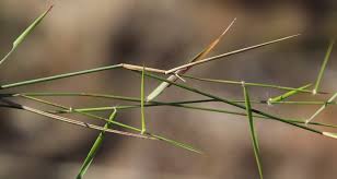 Image result for Pentameris