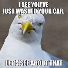 Dad, pass me the superglue i like to leave random messages on random cars in the shopping center carpark: Birds Are The Mortal Enemy Of Clean Cars Geraldton Carwash Facebook
