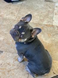 New and used items, cars, real estate, jobs, services, vacation rentals and more virtually anywhere in canada. French Bulldog Puppies For Sale Impeccabullz